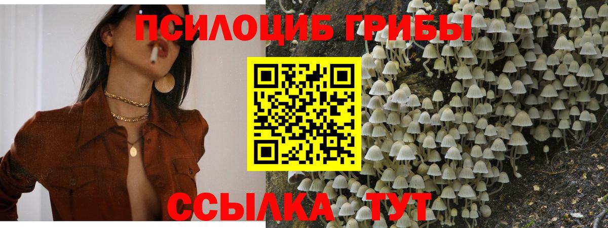 Псилоцибиновые грибы прущие грибы Новокуйбышевск